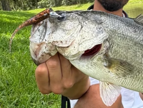 Jonah Lure Works paddle tail swim baits for bass fishing